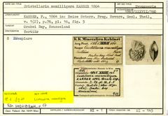 Karteikarte zum Syntyp von Cristellaria mamilligera Karrer, 1864